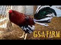 Nice G.S.A FARM - Farm Visit