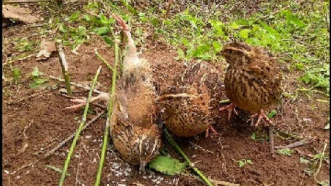 Amazing Foot Snare Bird Trap - Amazing Quick Bird Trap That (in work 100%)2017