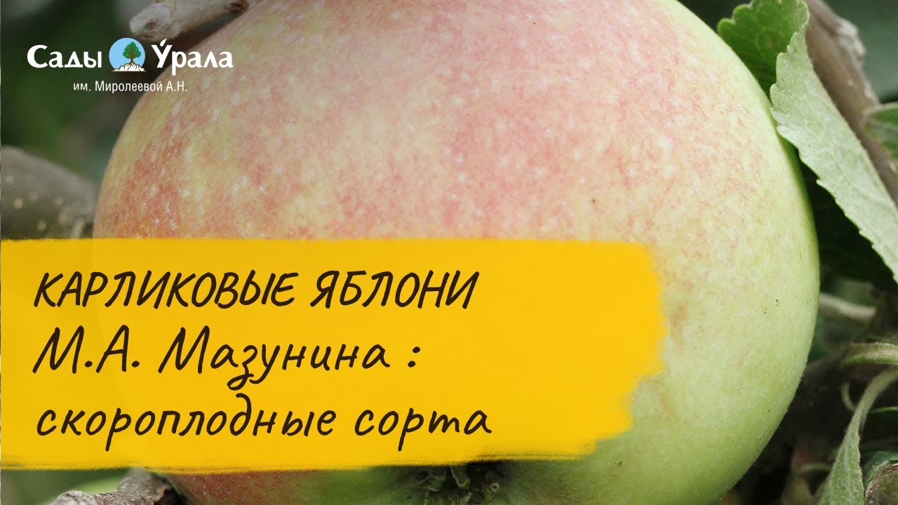 Яблони карлики М.А. Мазунина