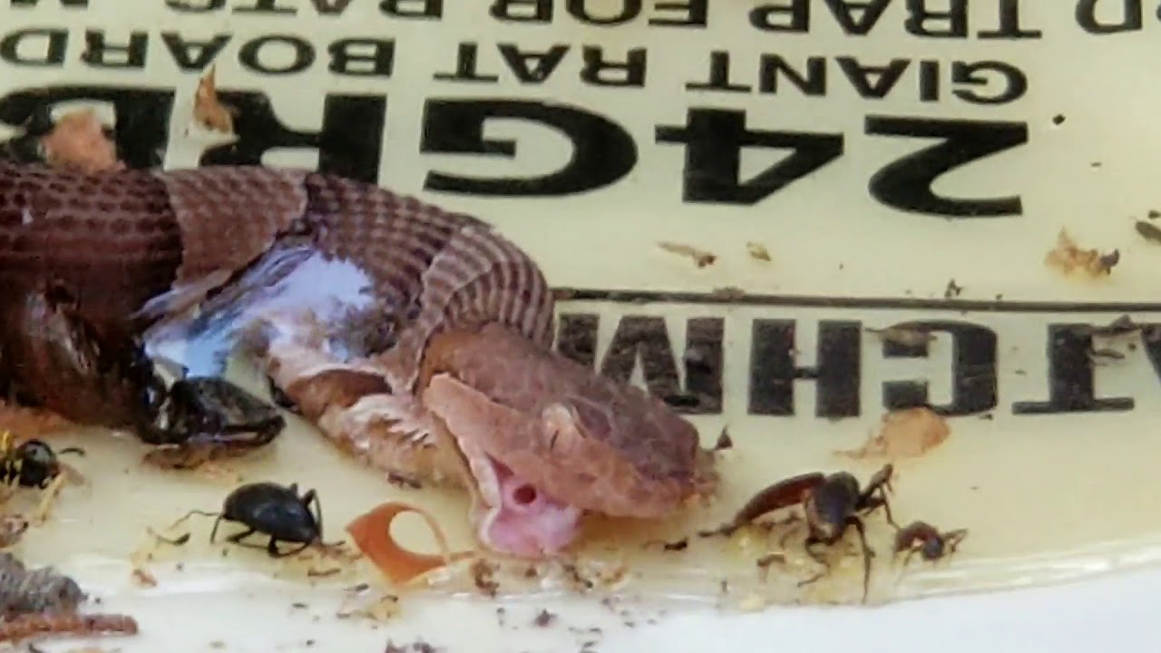 Removing a copperhead from a glue trap YouTube