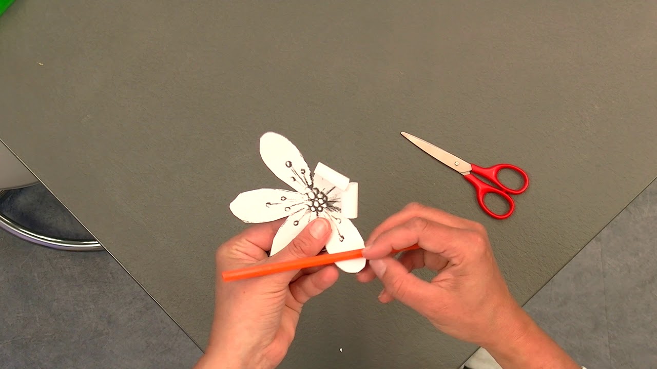 La capillarité : L'eau & les plantes / Partie 1 - YouTube