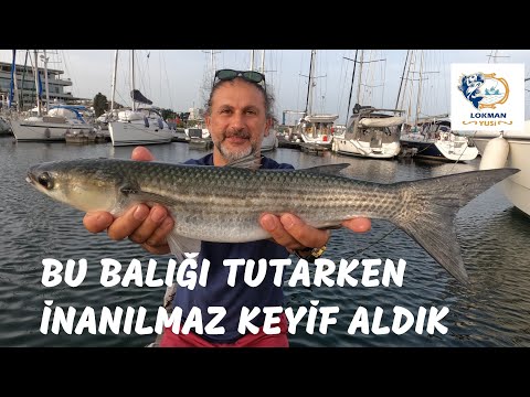 Şeytan Oltası ile Kiloluk Kefaller Avladık