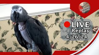 Einstein Parrot LIVE! 4/26/2024