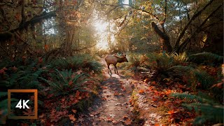 Download Lagu Hoh Rainforest - Relaxing Rainforest Autumn Walk in the Olympic Park, Nature Sounds MP3