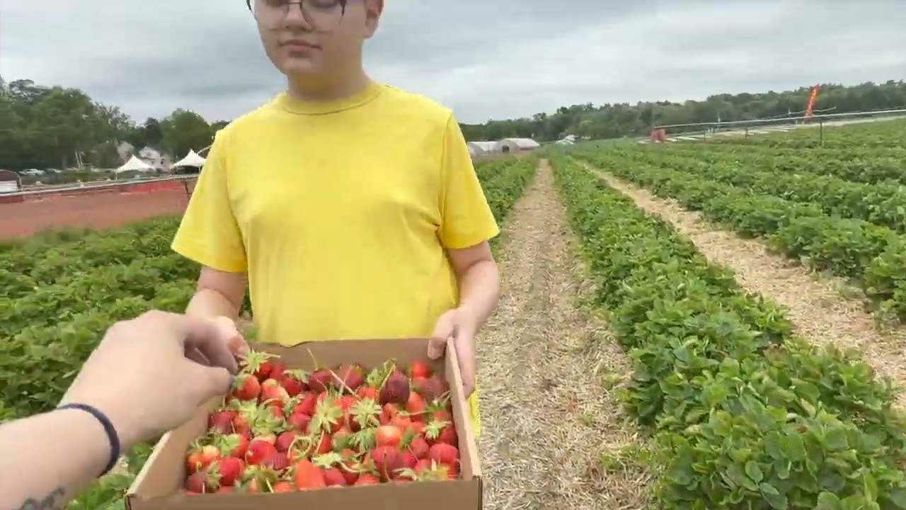 #StrawberryPicking at #FarmsviewRoadStand