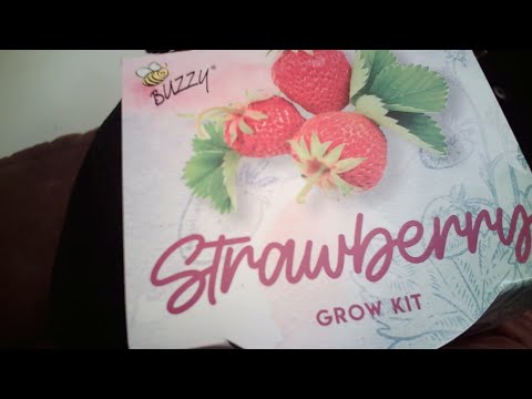 DOLLAR TREE SEED STARTING GROW KITS - DO THEY REALLY WORK?? 1 WEEK UPDATE!