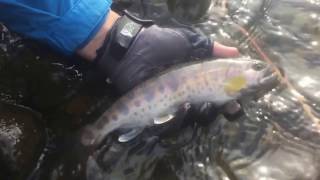 NOBE-山女魚（2015/7）