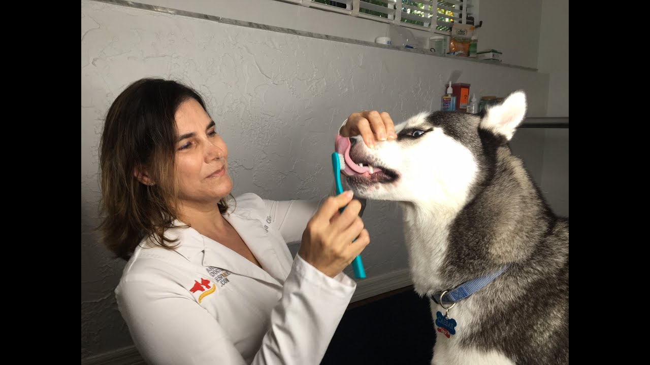 How to brush a dog's teeth YouTube