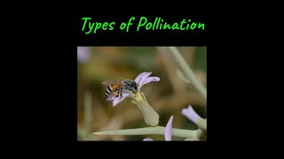 Types of Pollination | Sexual Reproduction in Flowering Plants | Class XII | Biology | Khan Academy