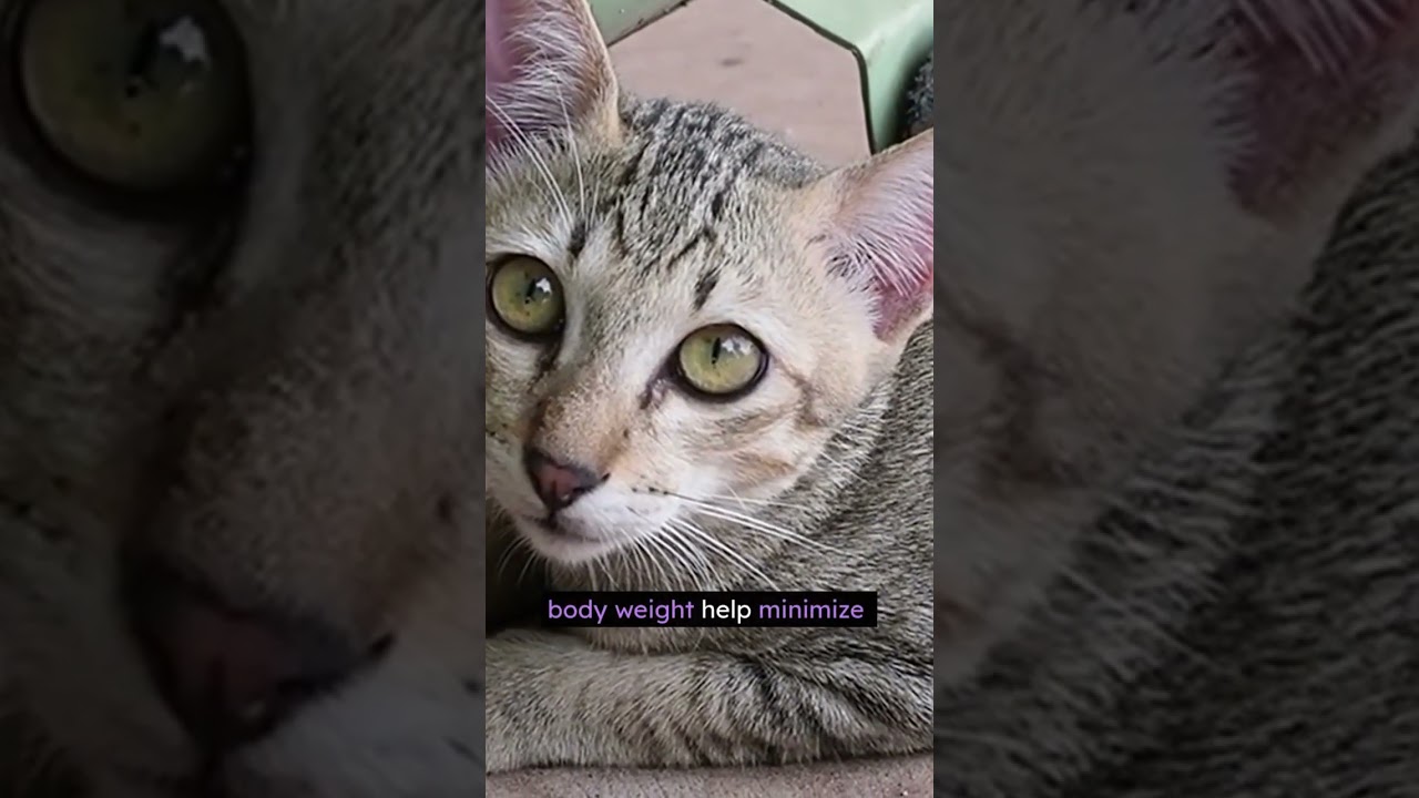 Do Cats Really Have Nine Lives? 🐱✨ Myth vs Reality  