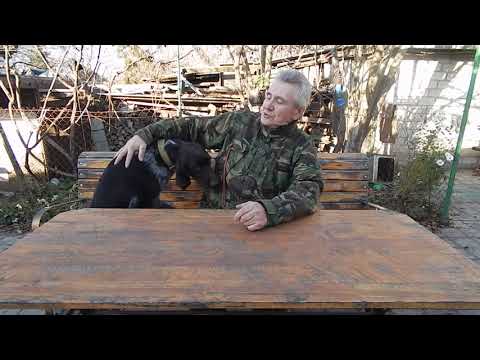 Собака боится выстрела что делать и какой свисток выбрать .