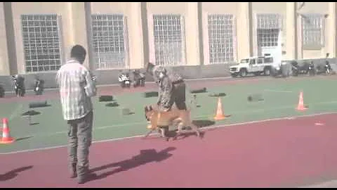 Ejercicio de detección de drogas-Campeonato de perros detectores Las Palmas
