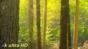 HD beautiful nature, background music,relaxation,sleep music, mix short,s