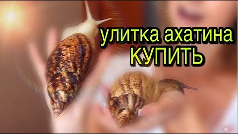 Самая большая улитка  Сколько стоит улитка ахатины  Купить улитку с контейнером