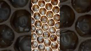 Ovos de Abelha,já viu? #shorts #short #viral #beens #abelhas #mel #ovo