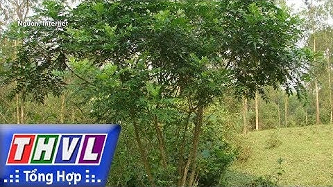 THVL | Người đưa tin 24G: Dược sĩ Việt tìm ra chất ức chế, làm teo nhỏ khối ung thư gan