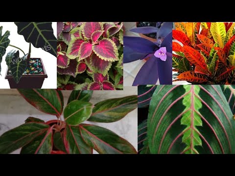 वीडियो: रंगीन पत्तियों वाले पौधे और हमारा स्वास्थ्य