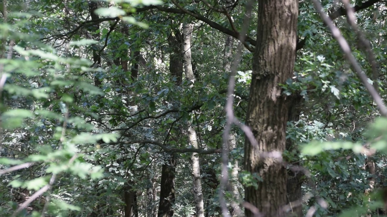 Zwarte specht geluid