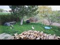 Permaculture Duck Management