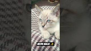 Meow Magic