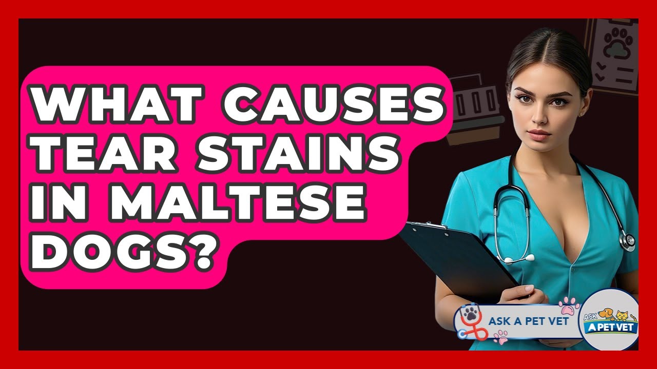 What Causes Tear Stains In Maltese Dogs? - Ask A Pet Vet