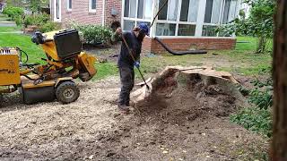 Stump grinding NJ large 200 year old Silver Maple