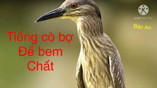 Tiếng cò bợ chuẩn dụ cò han bãi không cần cắm mồi
