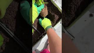If you’re a beginning gardener or even a seasoned gardener, if you are planting a veggie garden this