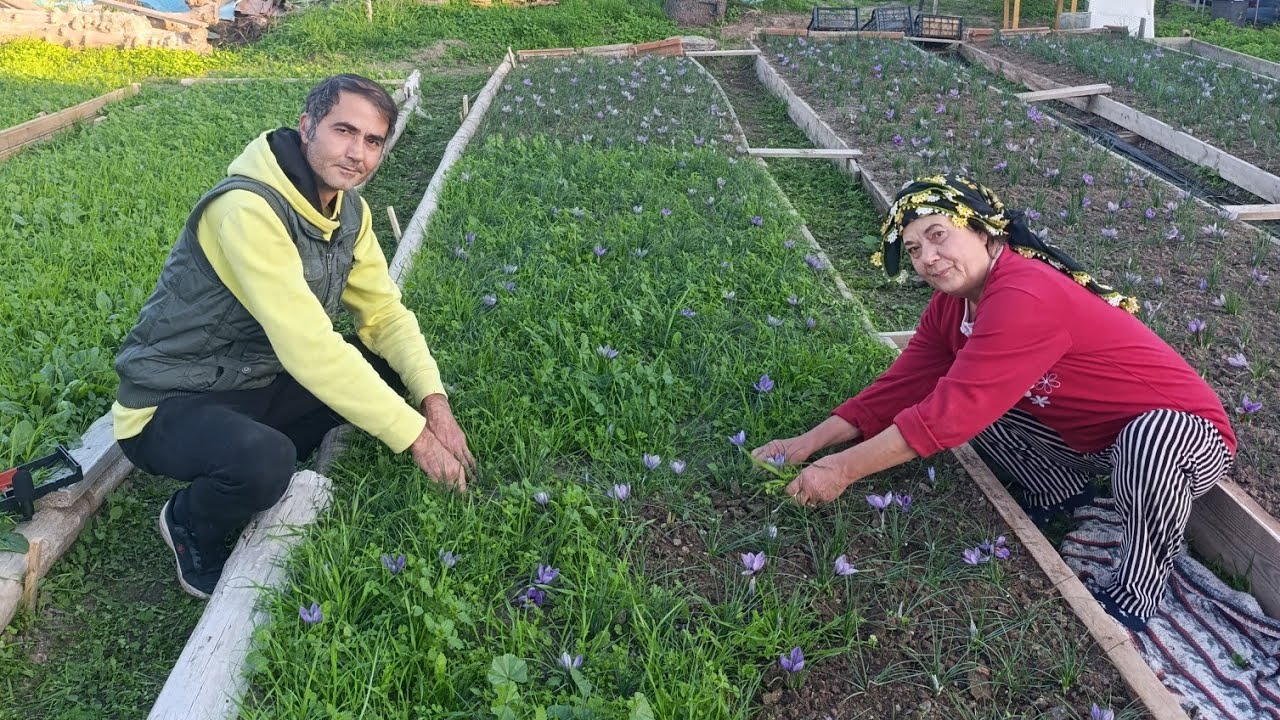 ALİAĞA'DA SAFRAN YETİŞTİRİCİLİĞİ 