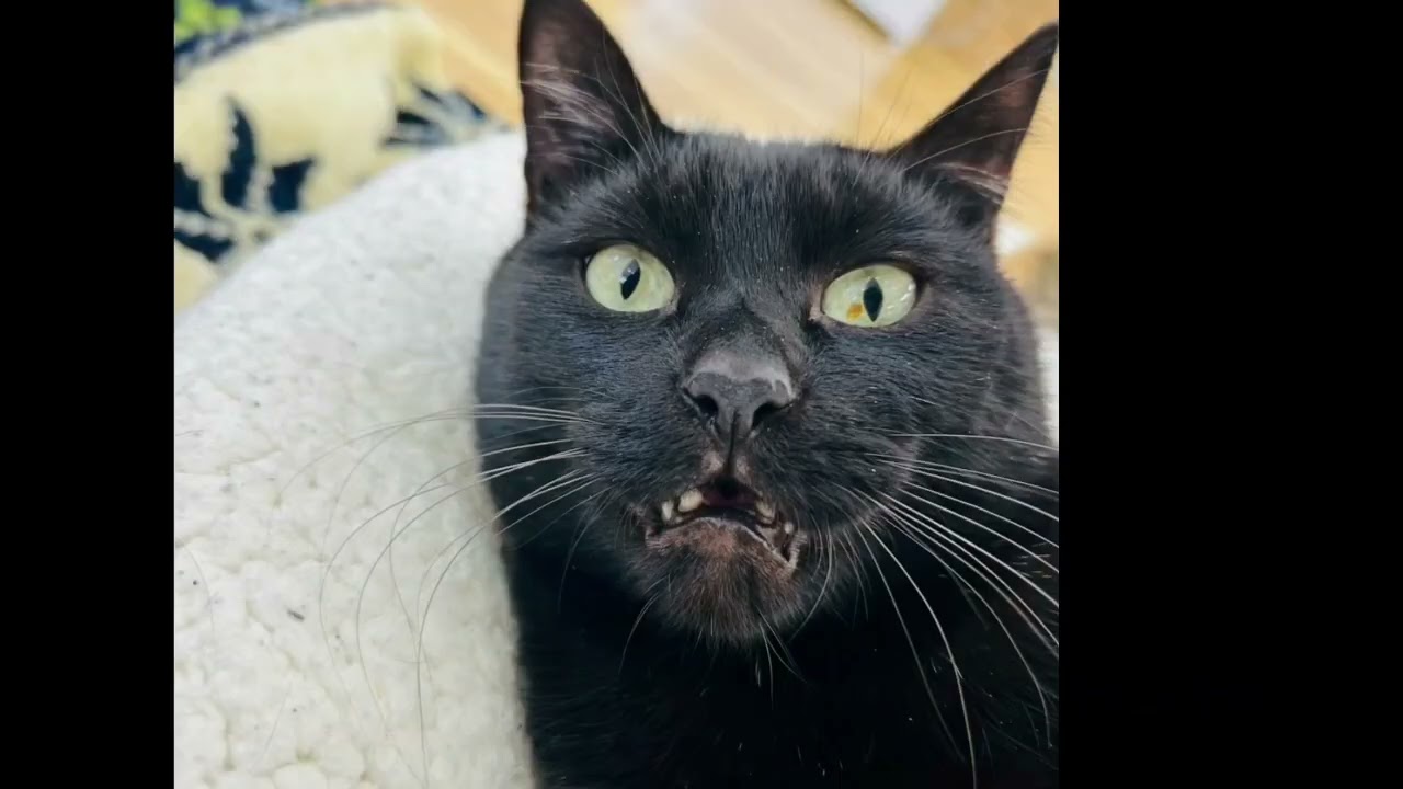 保護猫カフェColors　猫紹介　９話　くもん#就労継続支援B型#保護猫カフェ#福祉と猫