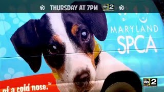 March for the Animals Special