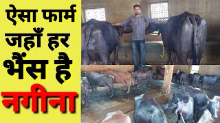 Top quality Murrah buffalo dairy farm|progressive dairy farmer| pashucare