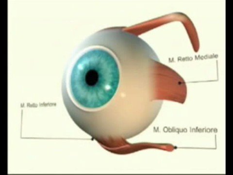 OCCHIO IN 3D EYE ANIMATION - Old work 2001