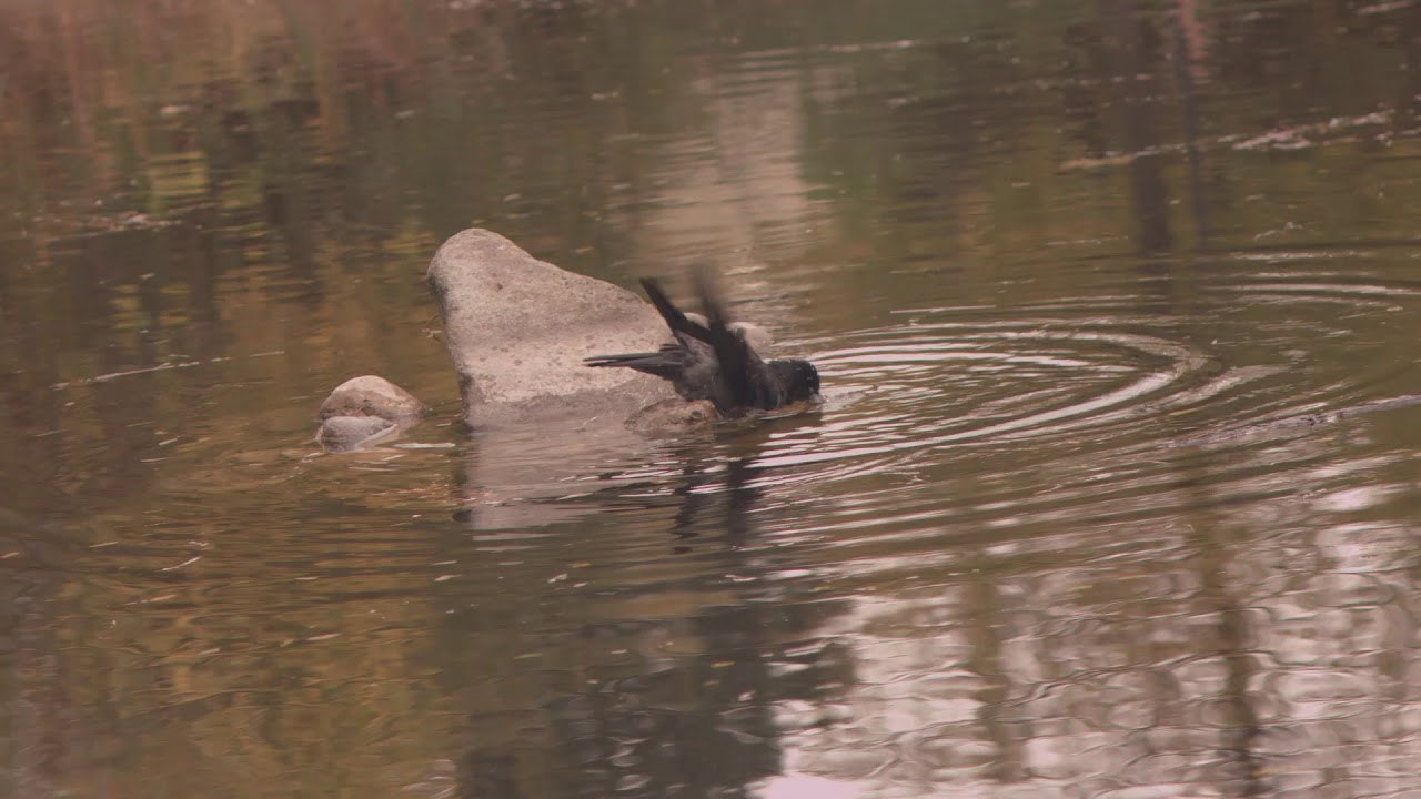 AXIOM Beta Footage: Vienna Türkenschanzpark Autumn 2017