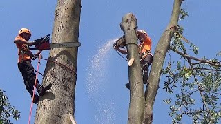 Amazing Fastest Cutting Down Huge Tree Skills, Powerful Logging Truck & Wood Chipper Machines