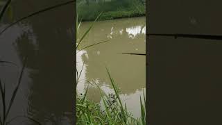 Download Lagu Lumayan buat tambahan pendapatan kali ini #fishing #mancing #microfishingindonesia #mancingmania MP3