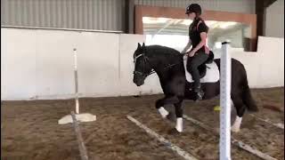 Flatwork Schooling