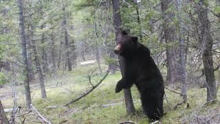 Ketchum black bear euthanized; cubs moved to McCall