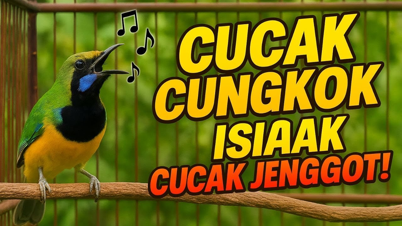 LIVE🔥 CUCAK CUNGKOK‼️ TEMBAKAN KASAR MENGERIKAN + ISIAN CUCAK JENGGOT💥  
