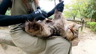 ボランティアさんに体の隅々までブラッシングされるキジトラ猫
