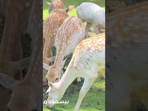الغزالة رايقة