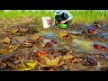 Amazing fishing crabs! a lot of crabs in rice field after raining, a man catch crabs in hole a lot