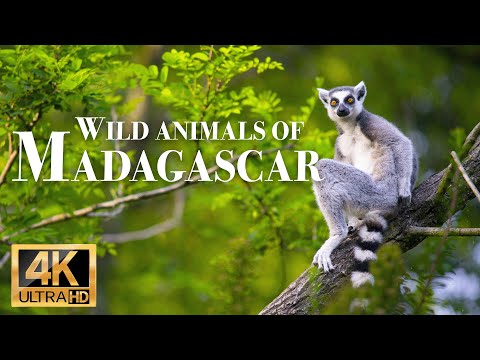 Video: Մադագասկարի կենդանիները. կղզու եզակի ֆաունա