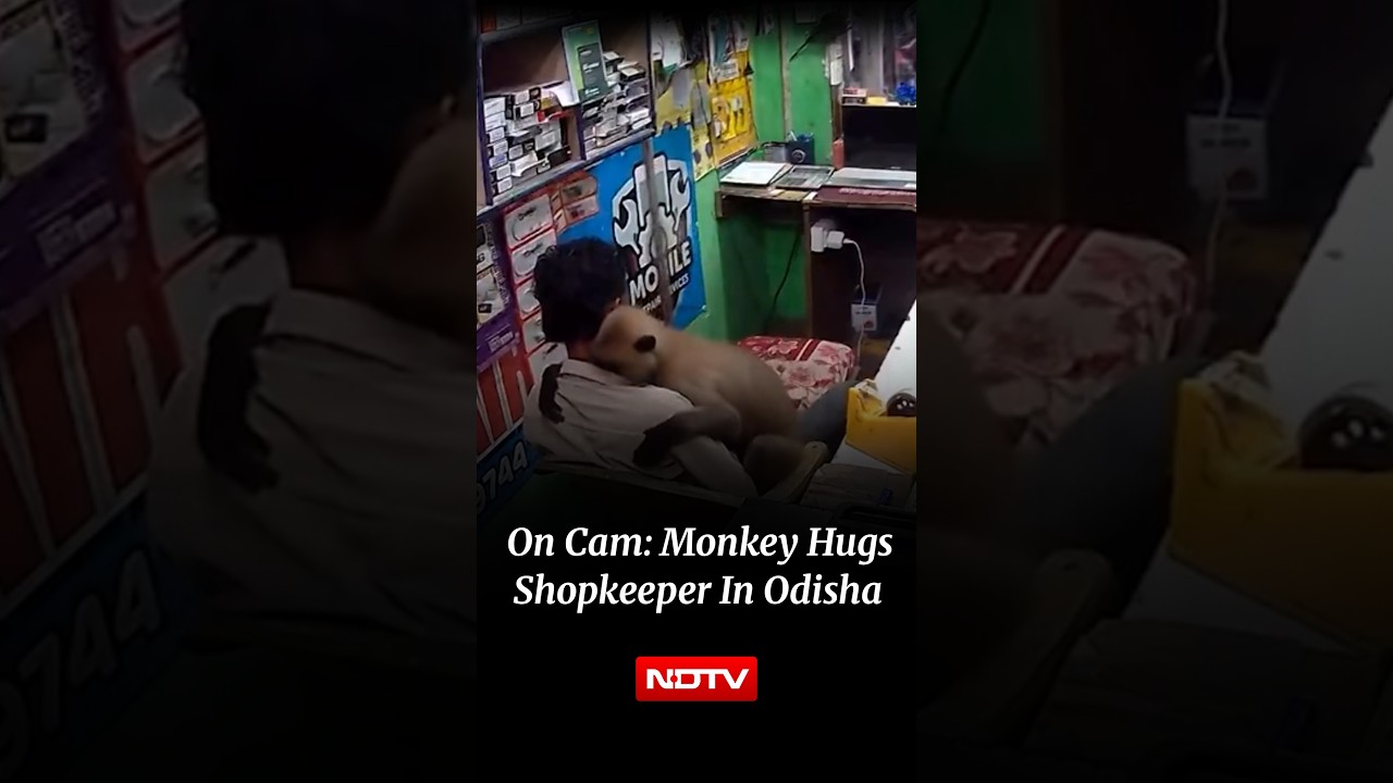On Camera: Monkey Leaves Shopkeeper Stunned With Adorable Hug In Odisha