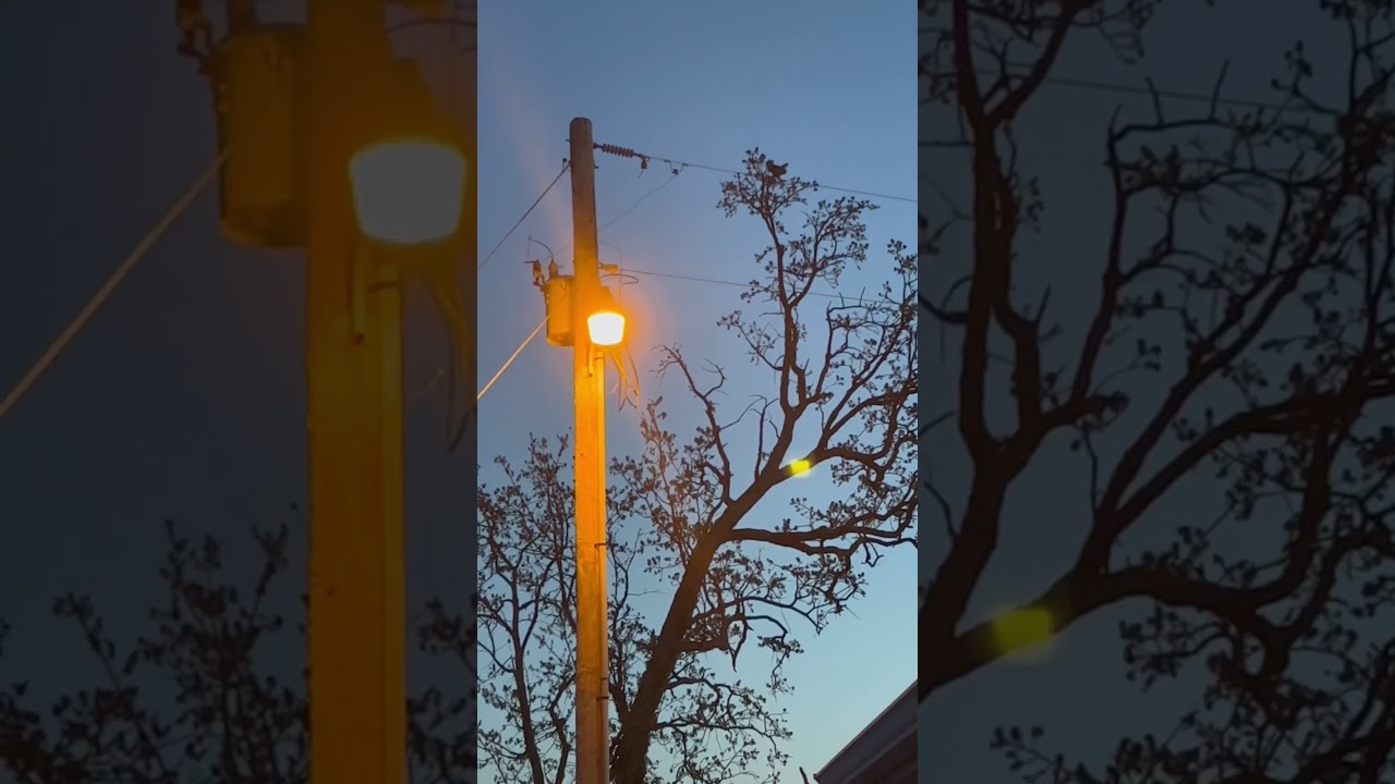 My new turkey locator call! Very organic!