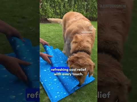 Dog mat |