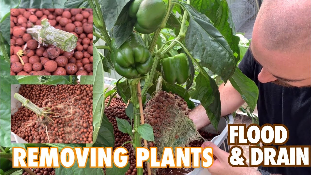 Removing Plants from a Flood and Drain System with Hoocho