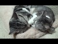 いっしょにおやすみ