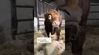 Like Er Wouldnt Melt