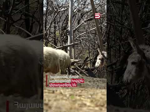 Հայաստան մտած ադրբեջանցի հովվին վերադարձրել են #ադրբեջանցի #5tv